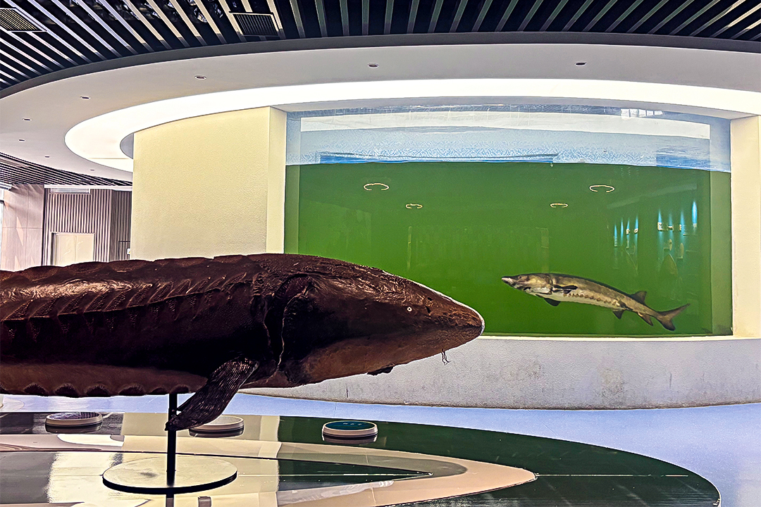 An artificially bred Chinese sturgeon swims in an aquarium behind a display of a wild specimen at the Chinese Sturgeon Provincial Nature Reserve in Yichang, Hubei province. Photo: Kang Jia/Caixin